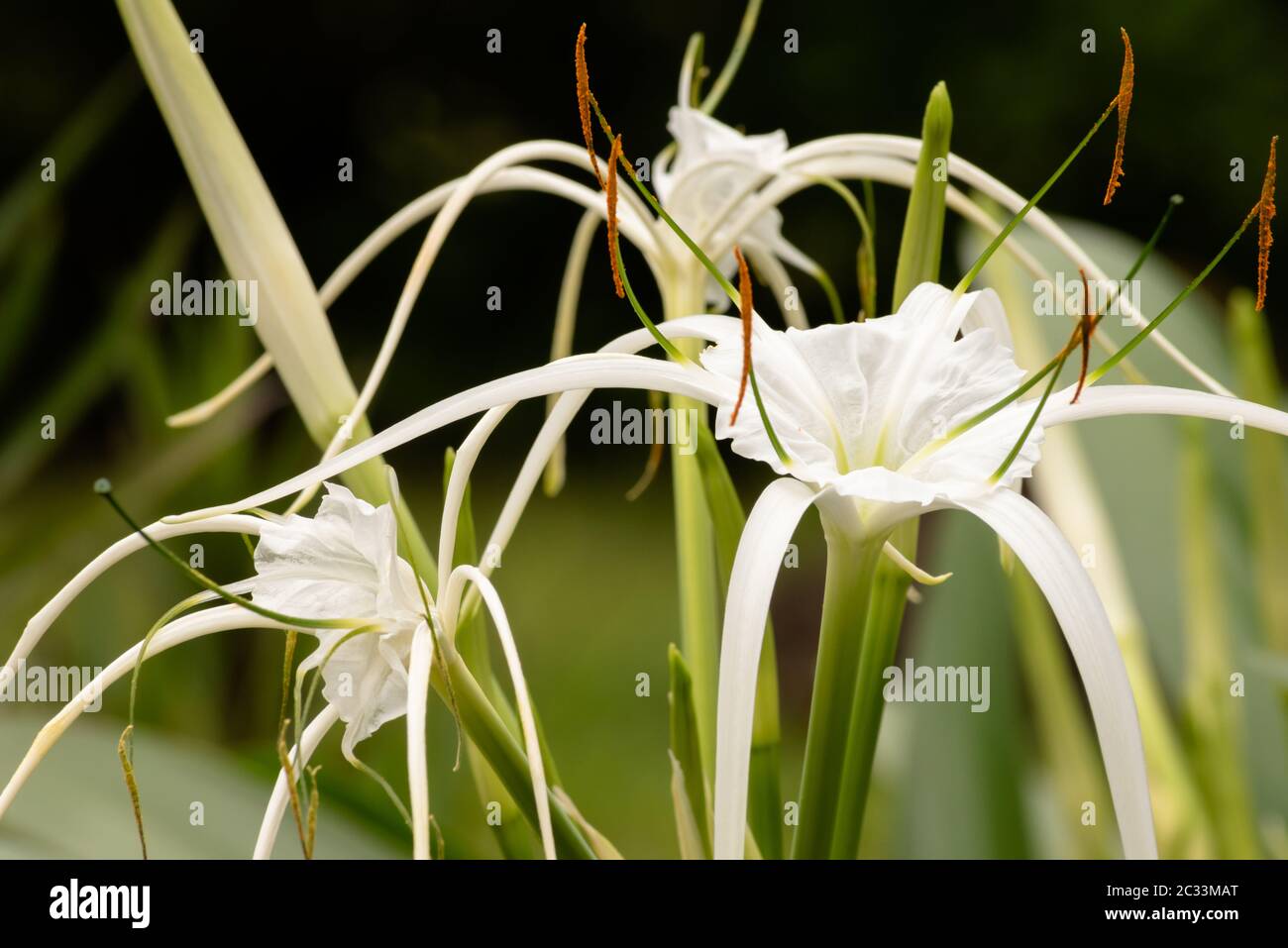 Close up of the light, delicate, gossamer flowers of the white spider lily plant in different stages of maturity Stock Photo