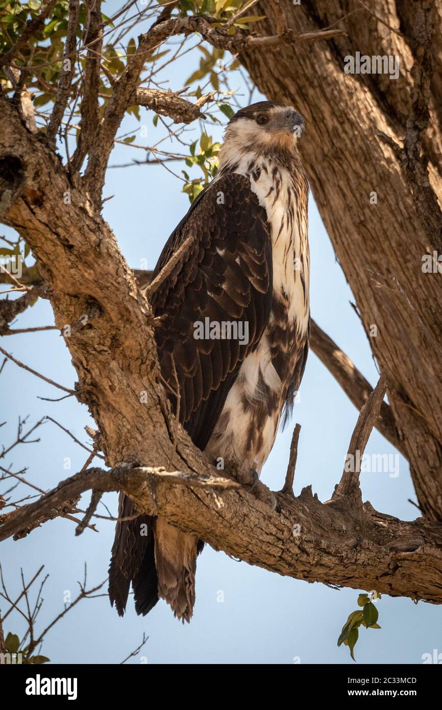 Juvenile African fish eagle perches on branch Stock Photo