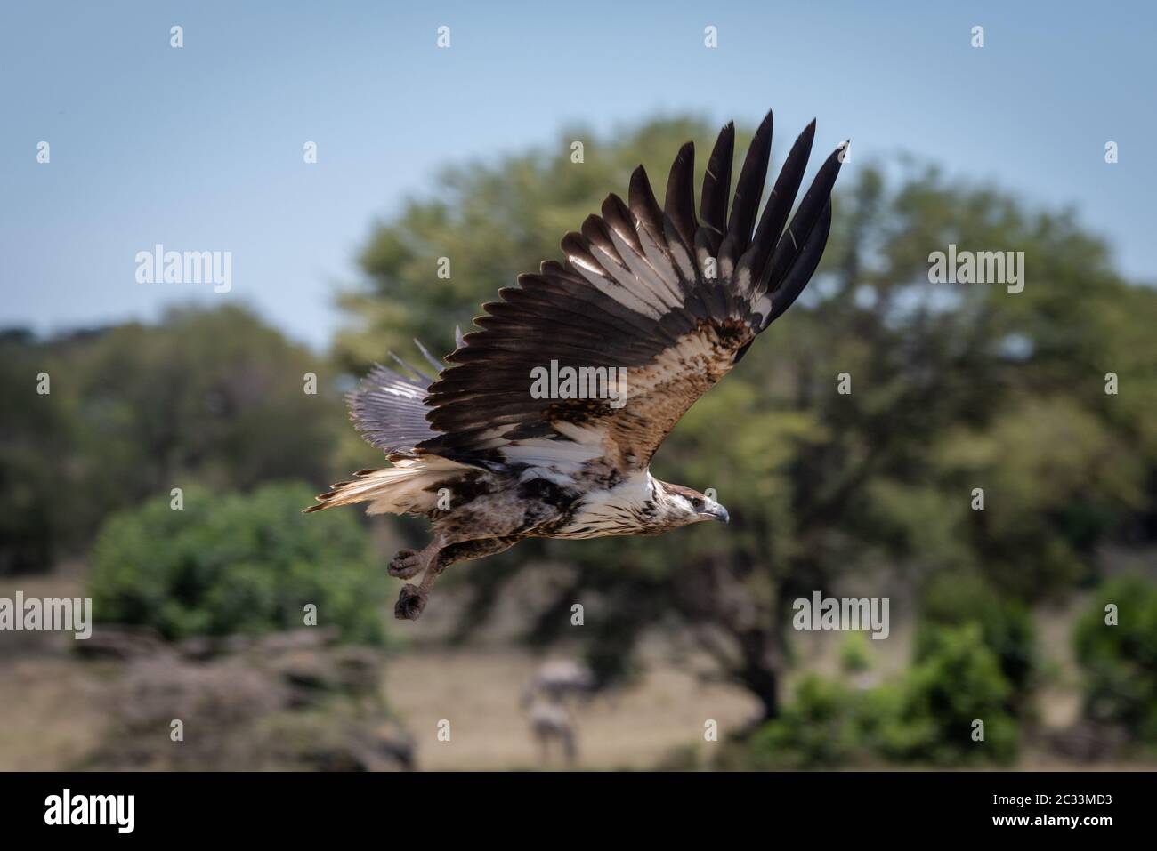 Juvenile African fish eagle flies past trees Stock Photo