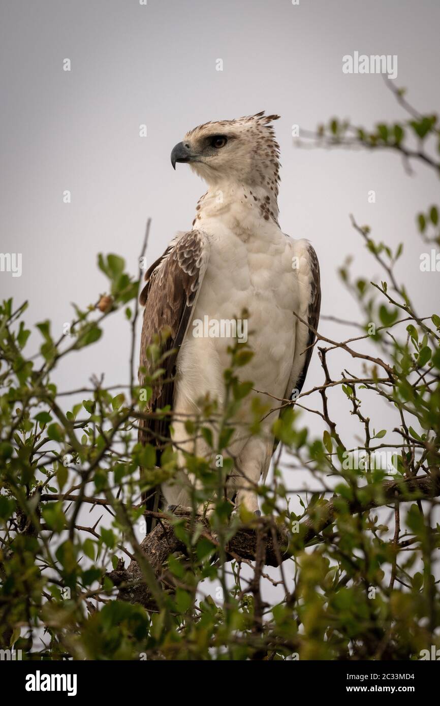 Juvenile African crowned eagle perched in tree Stock Photo