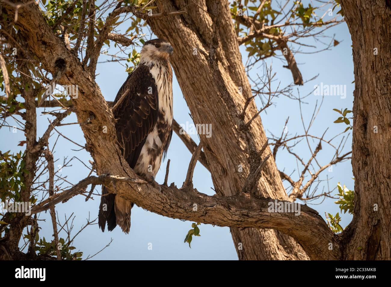 Juvenile African fish eagle perches in tree Stock Photo