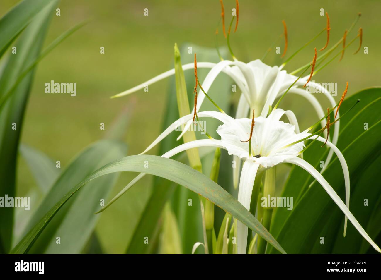 Close up of the light, delicate, gossamer flower of the white spider lily.  Tiny bee going after nectar deep in the cup of the flower. Stock Photo