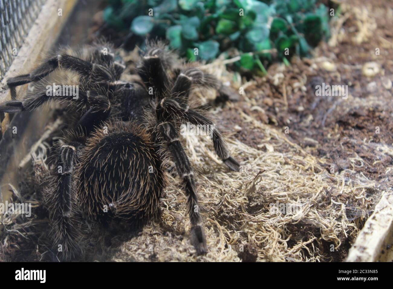 Big spider tarantula brachypelma albopilosum in all its glory Stock Photo