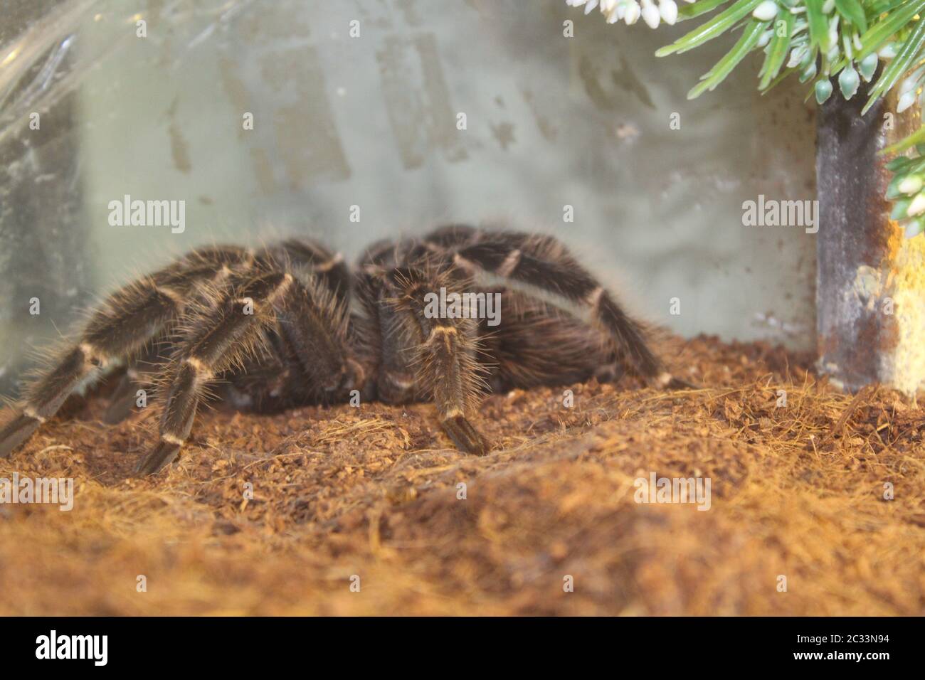 Big spider tarantula aphonopelma seemanni in all its glory Stock Photo