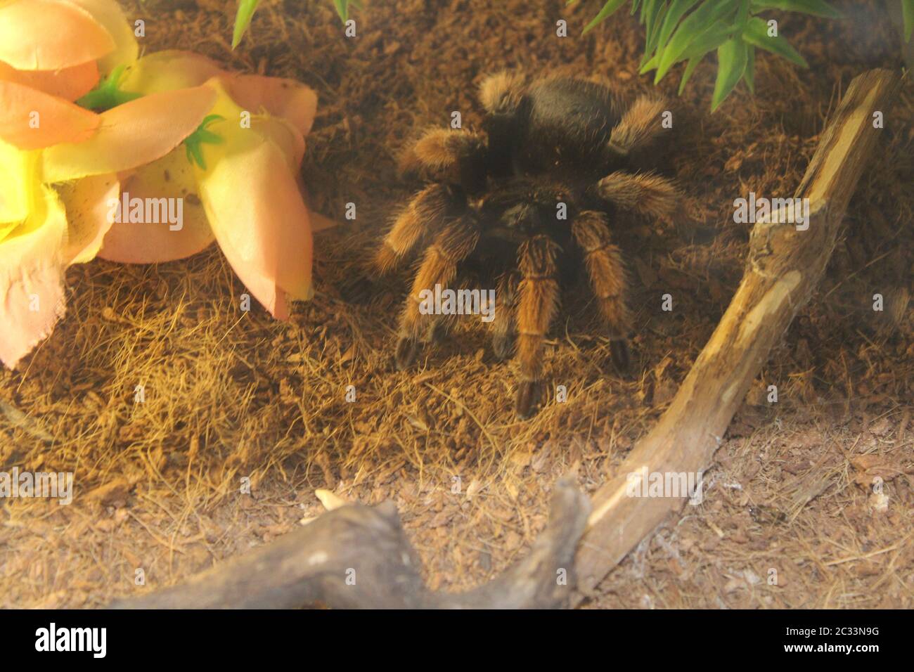 Big spider tarantula brachypelma albopilosum in all its glory Stock Photo