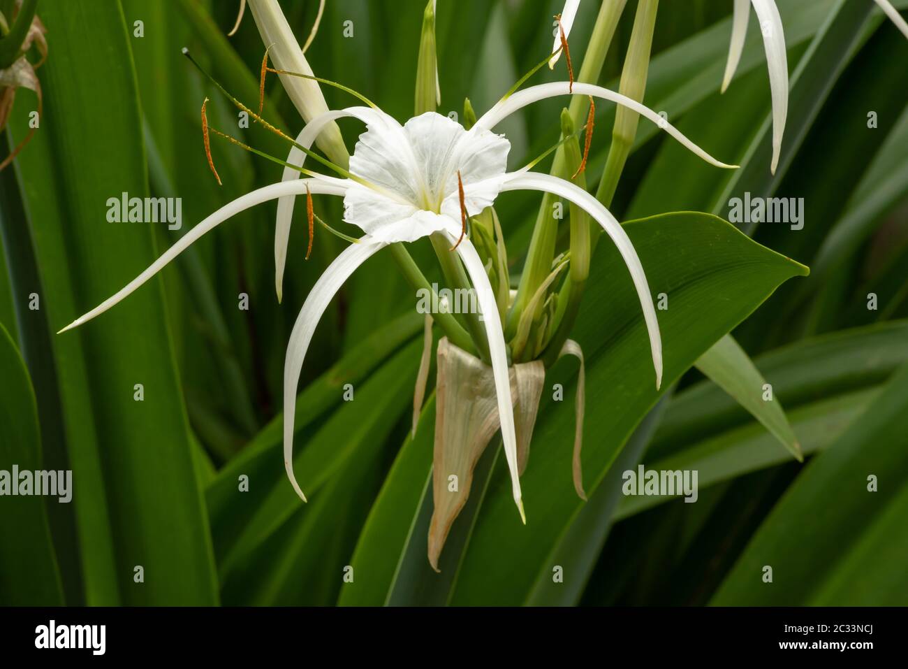 Close up of the light, delicate, gossamer flower of the white spider lily Stock Photo