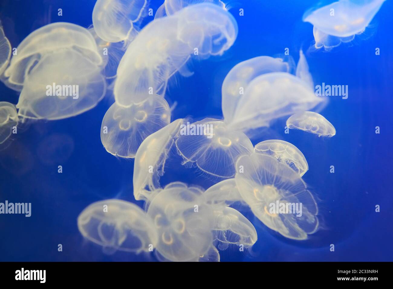 White jellyfish (Aurelia aurita or Moon jelly) in blue ocean water Stock Photo