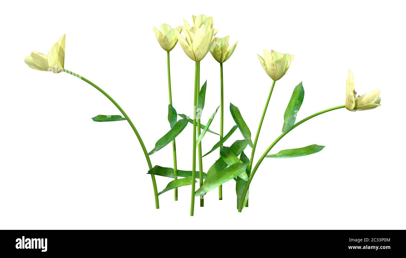 3D illustration of tulip flowers isolated on white background Stock ...