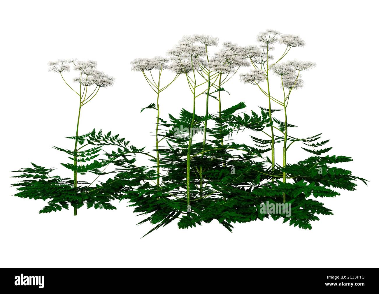 3D illustration of cow parsley plants isolated on white background Stock Photo