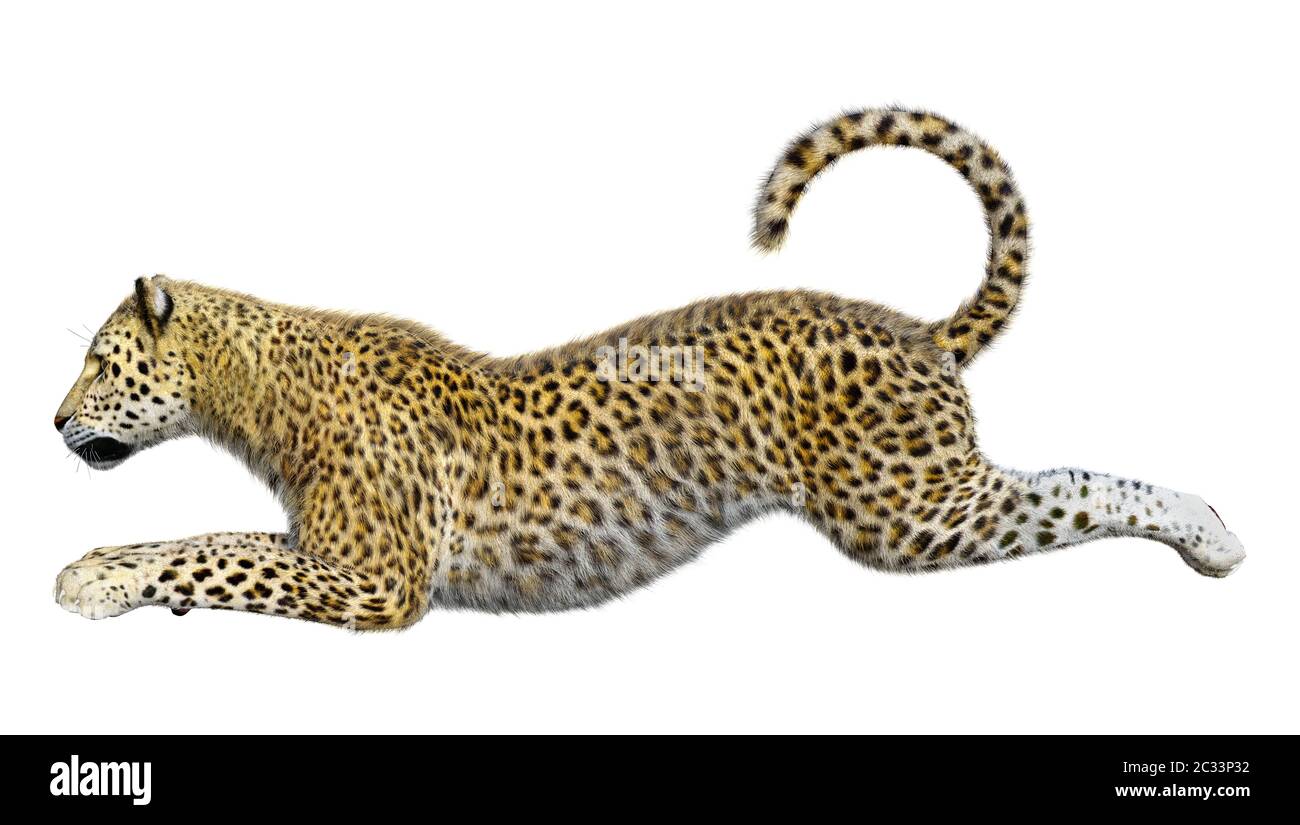 3D rendering of a big cat leopard isolated on white background Stock ...