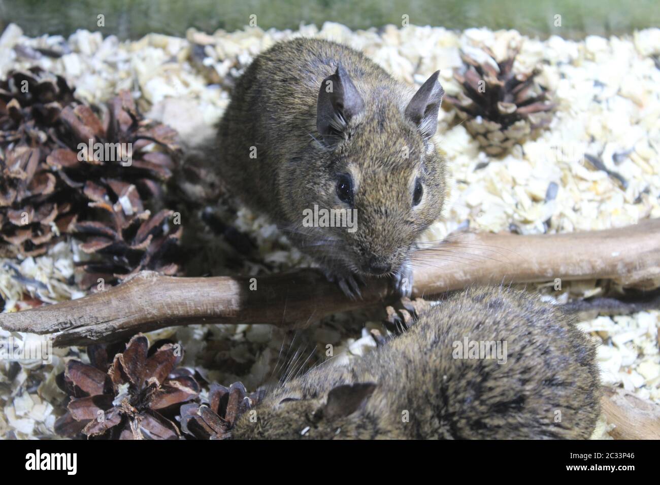 Lovely, fluffy chinchillas in a local terrarium Stock Photo