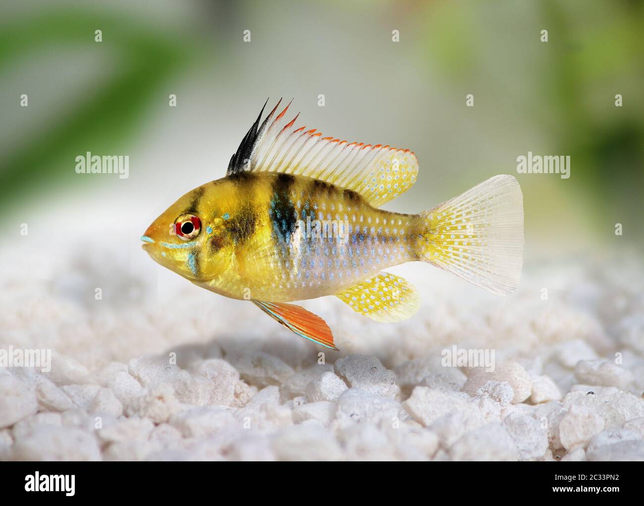 German Ram cichlid Mikrogeophagus ramirezi aquarium fish Stock Photo