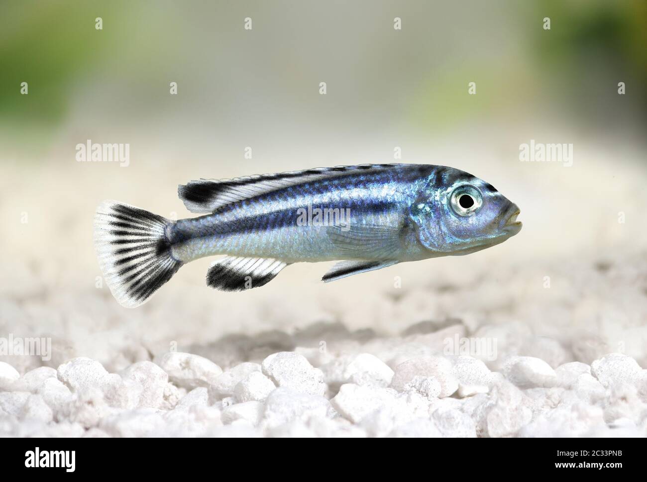 cichlid Melanochromis johannii aquarium fish johannibluegray mbuna malawi Stock Photo