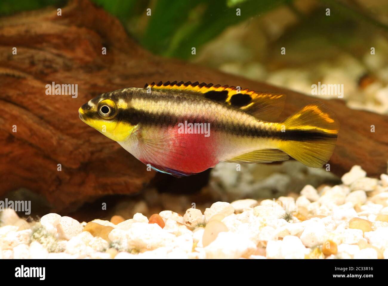 Female Pelvicachromis pulcher kribensis cichlid Aquarium fish isolated on white Stock Photo