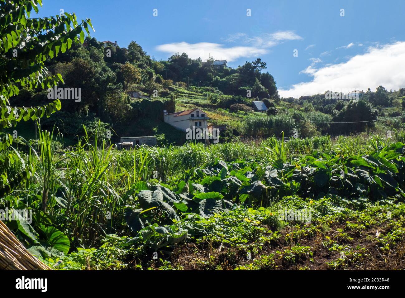 Portugal, Canary Islands on Madeira, Porto de Cruz Stock Photo