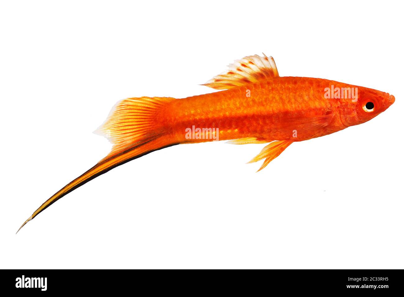 Red Swordtail Male Xiphophorus Helleri aquarium fish isolated on white Stock Photo