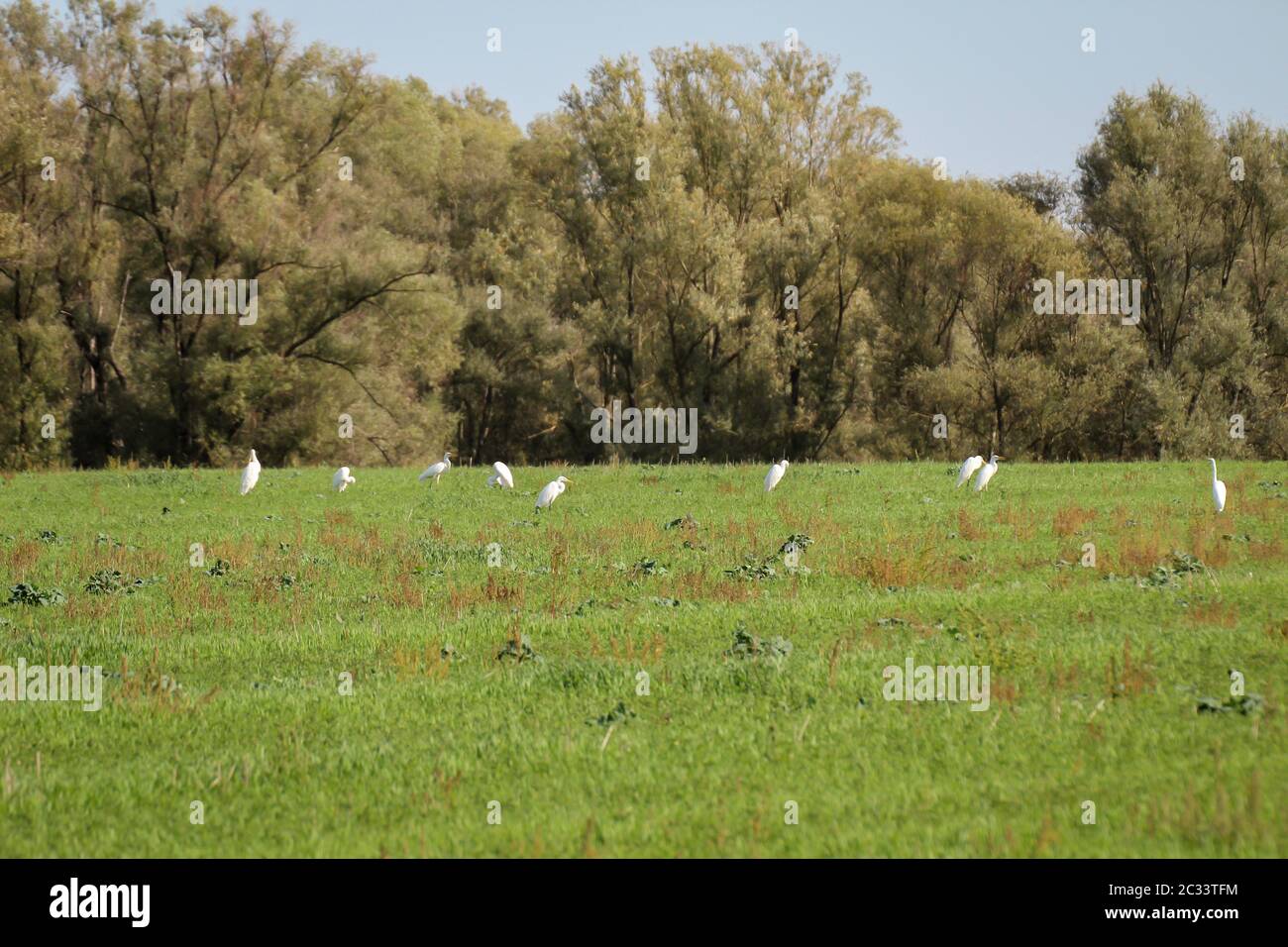 Egrets on a meadow look for food such as mice and frogs Stock Photo