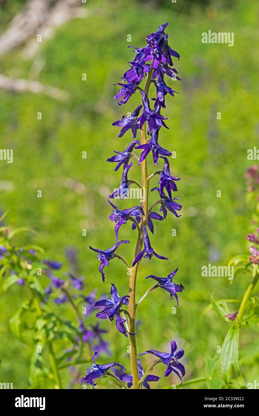 Mountain Larkspur High Resolution Stock Photography and Images - Alamy