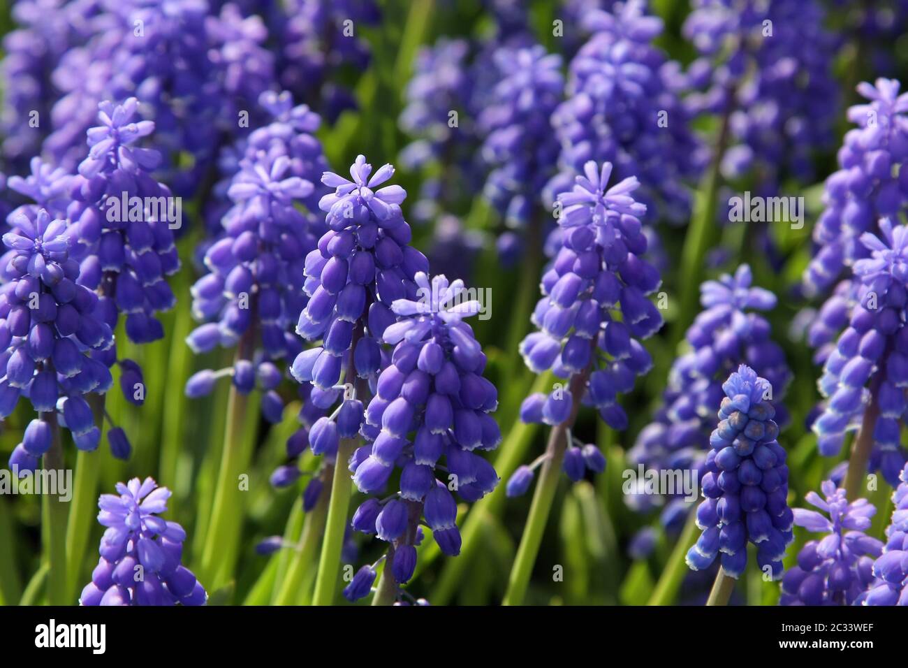 Natural backgrounds: Bluebells Stock Photo - Alamy