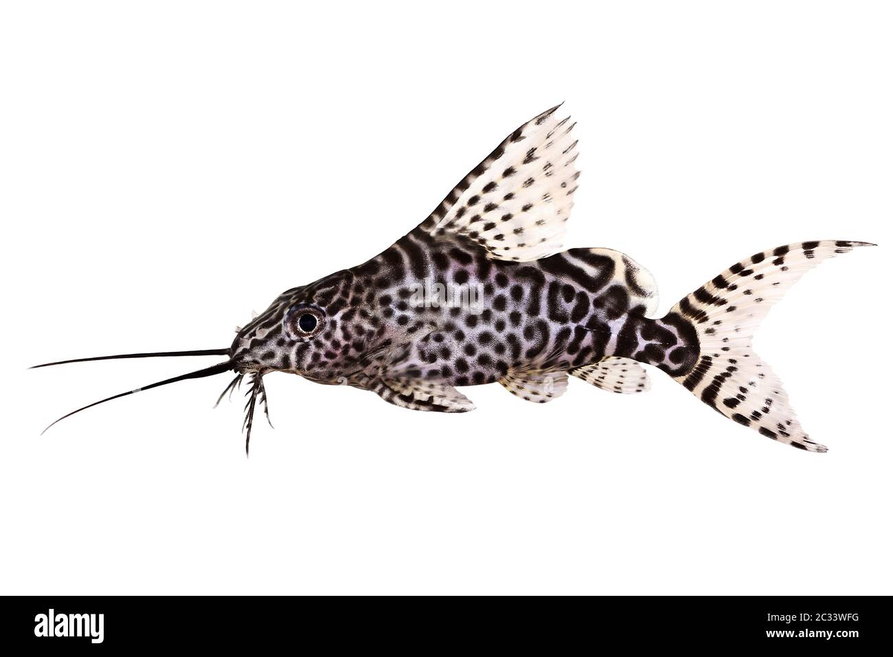 Featherfin squeaker catfish Synodontis Epterus Aquarium fish isolated on white Stock Photo