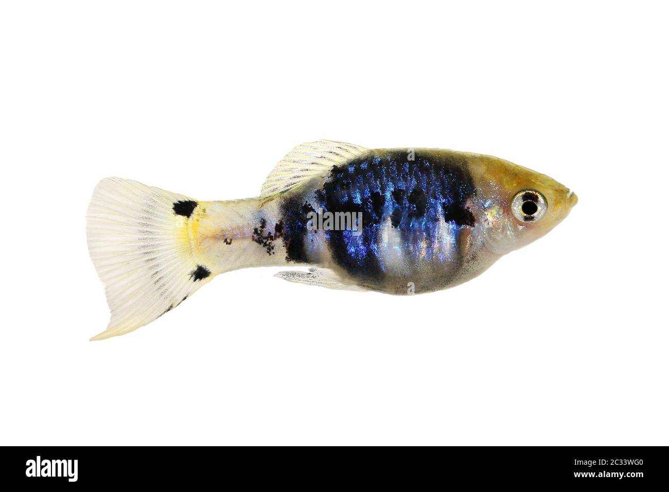 Platy metallic green blue Xiphophorus maculatus tropical aquarium fish Stock Photo