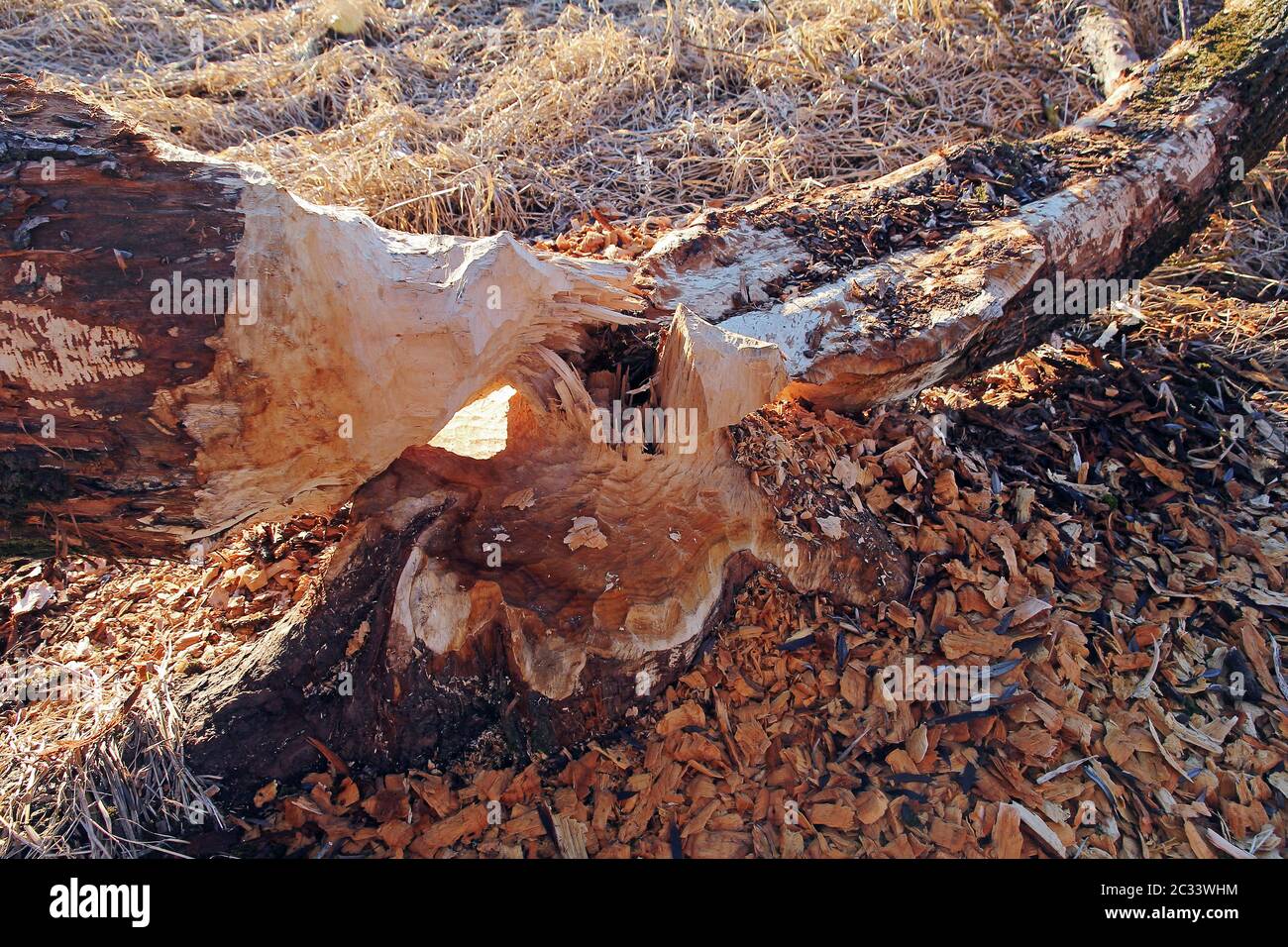 A deciduous tree gnawed and felled by a beaver. Bite marks of a beaver on a tree Stock Photo