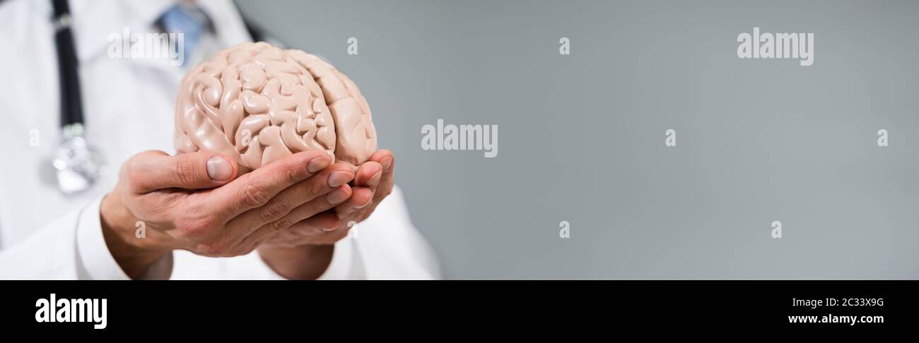 Close-up Of A Doctor's Hand Holding Human Brain Model Stock Photo - Alamy