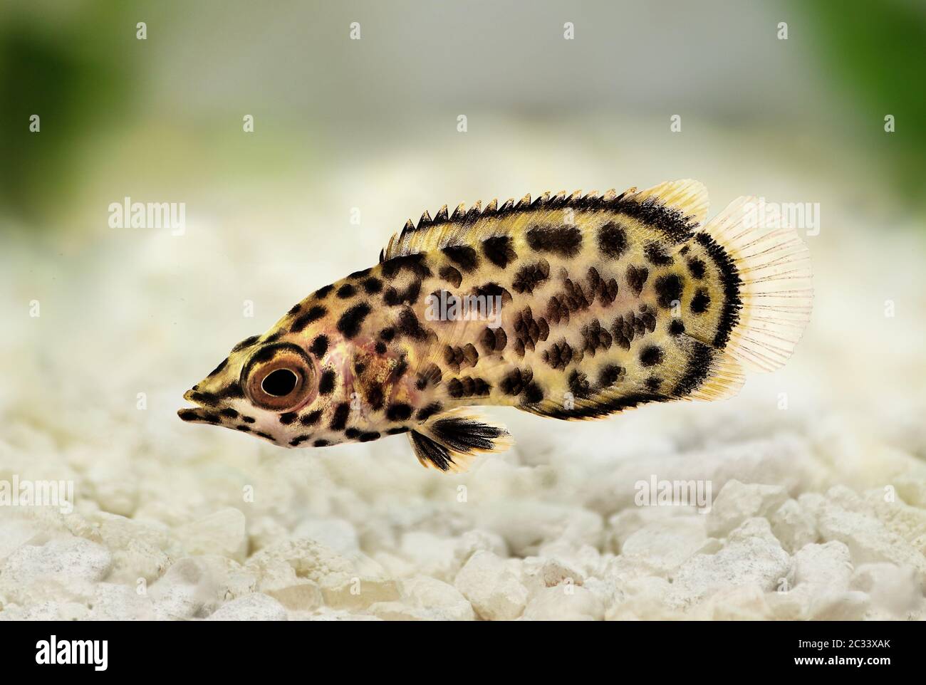 Spotted african leaf fish Ctenopoma acutirostre tropical aquarium fish Stock Photo