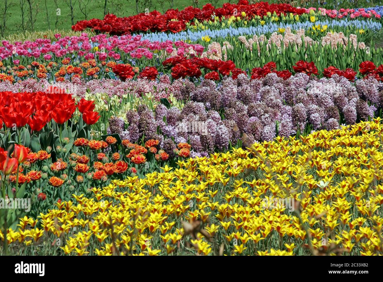 Flower bed in Keukenhof gardens Stock Photo Alamy
