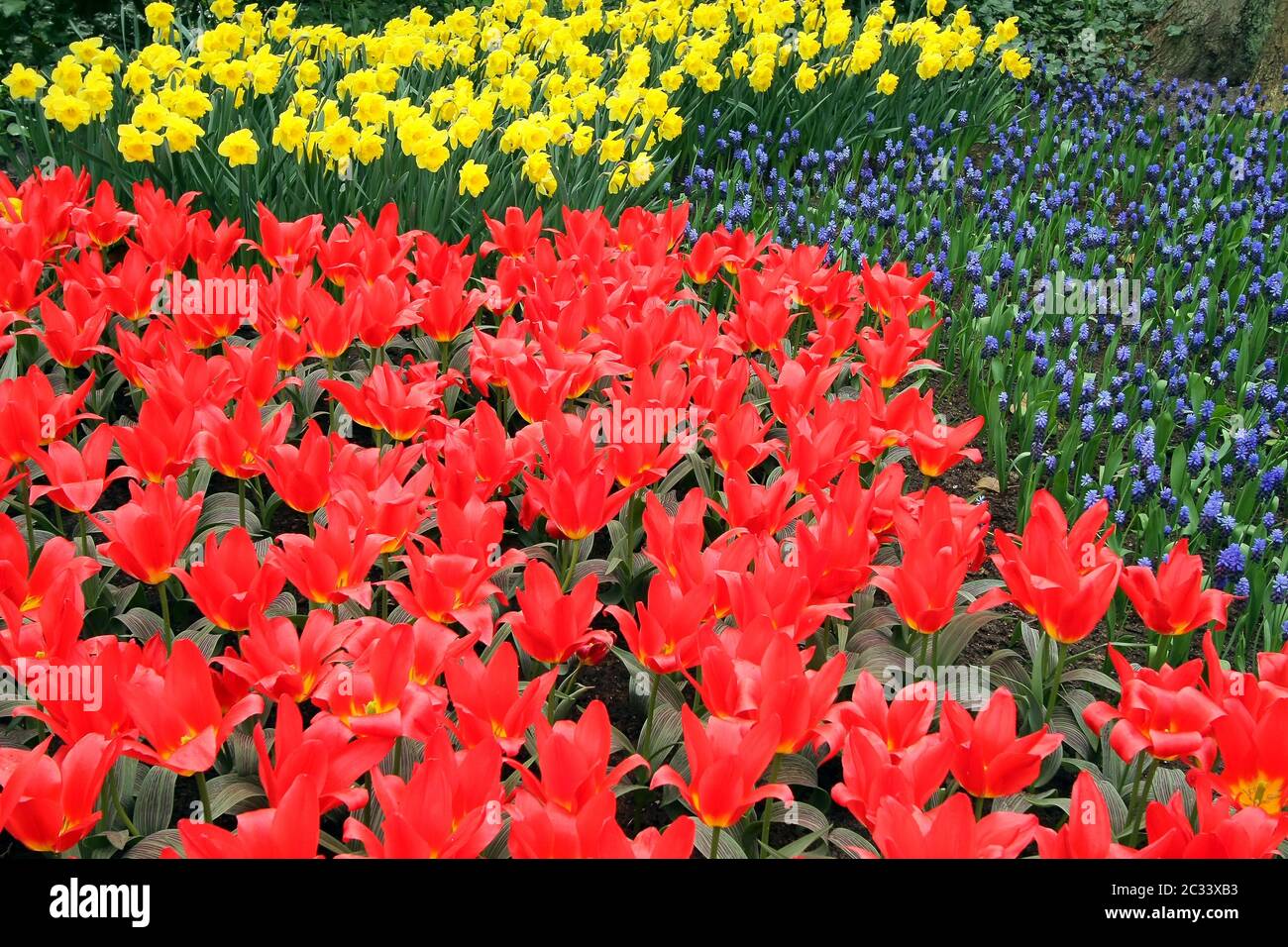 Flower bed in Keukenhof gardens Stock Photo Alamy