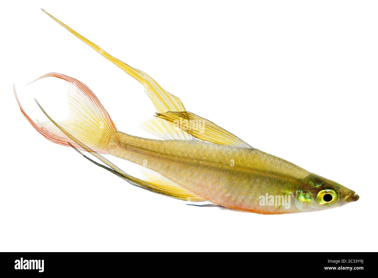 Threadfin rainbowfish Iriatherina werneri featherfin rainbowfish tropical aquarium fish Stock Photo