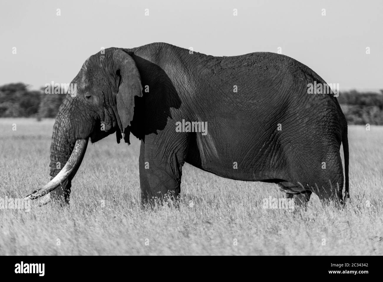 Mono African bush elephant stands in profile Stock Photo - Alamy