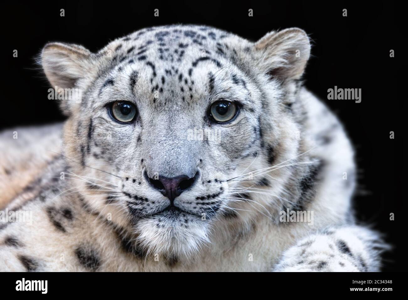 snow leopard, Irbis Uncia uncia Stock Photo
