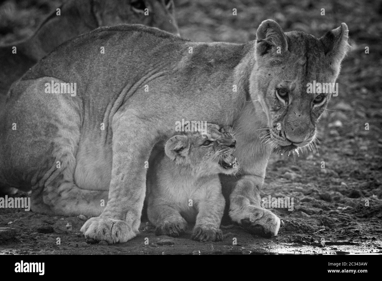 Mono cub with lioness at water hole Stock Photo