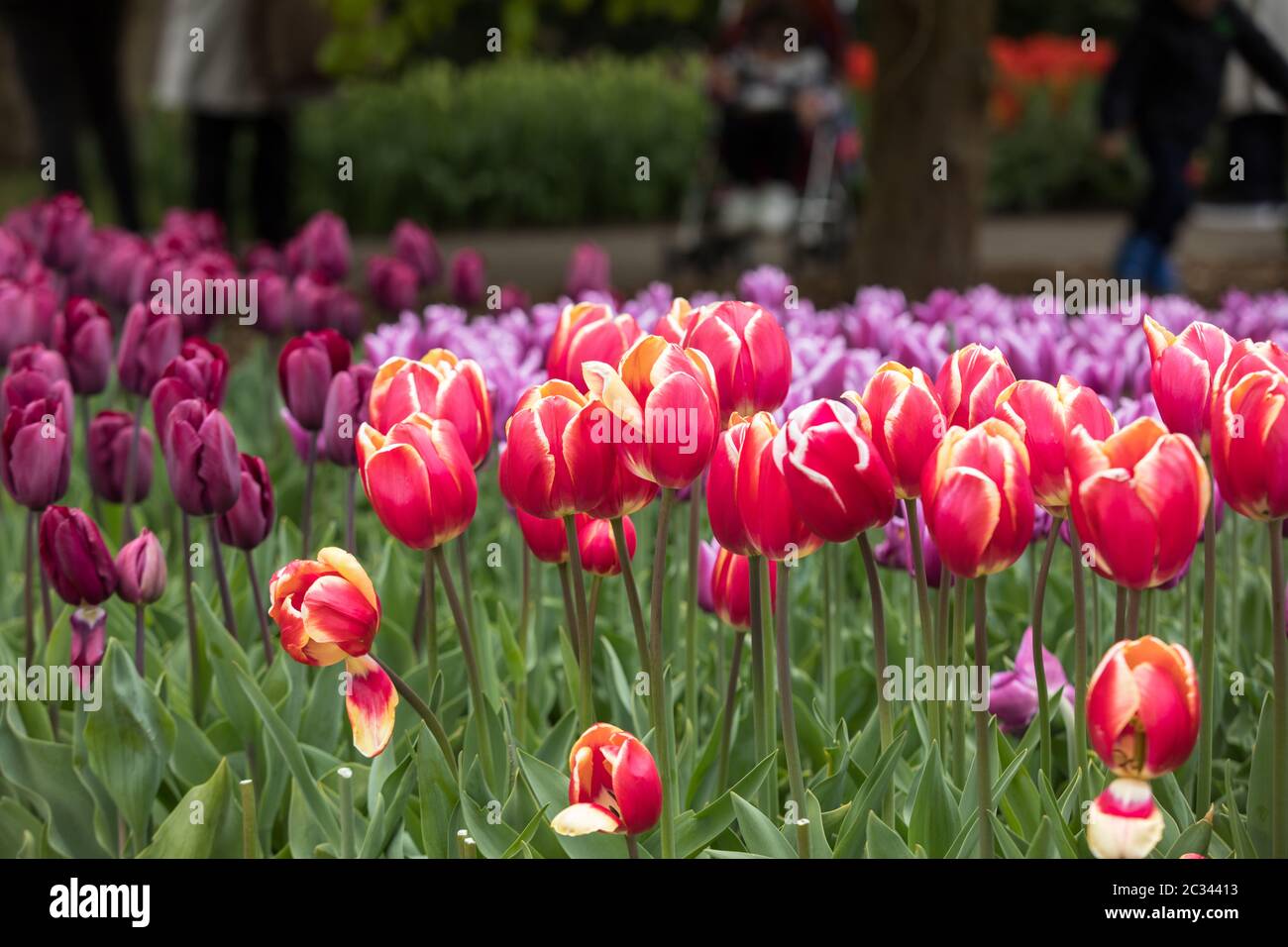 colorful tulips flowers blooming in a garden Stock Photo - Alamy