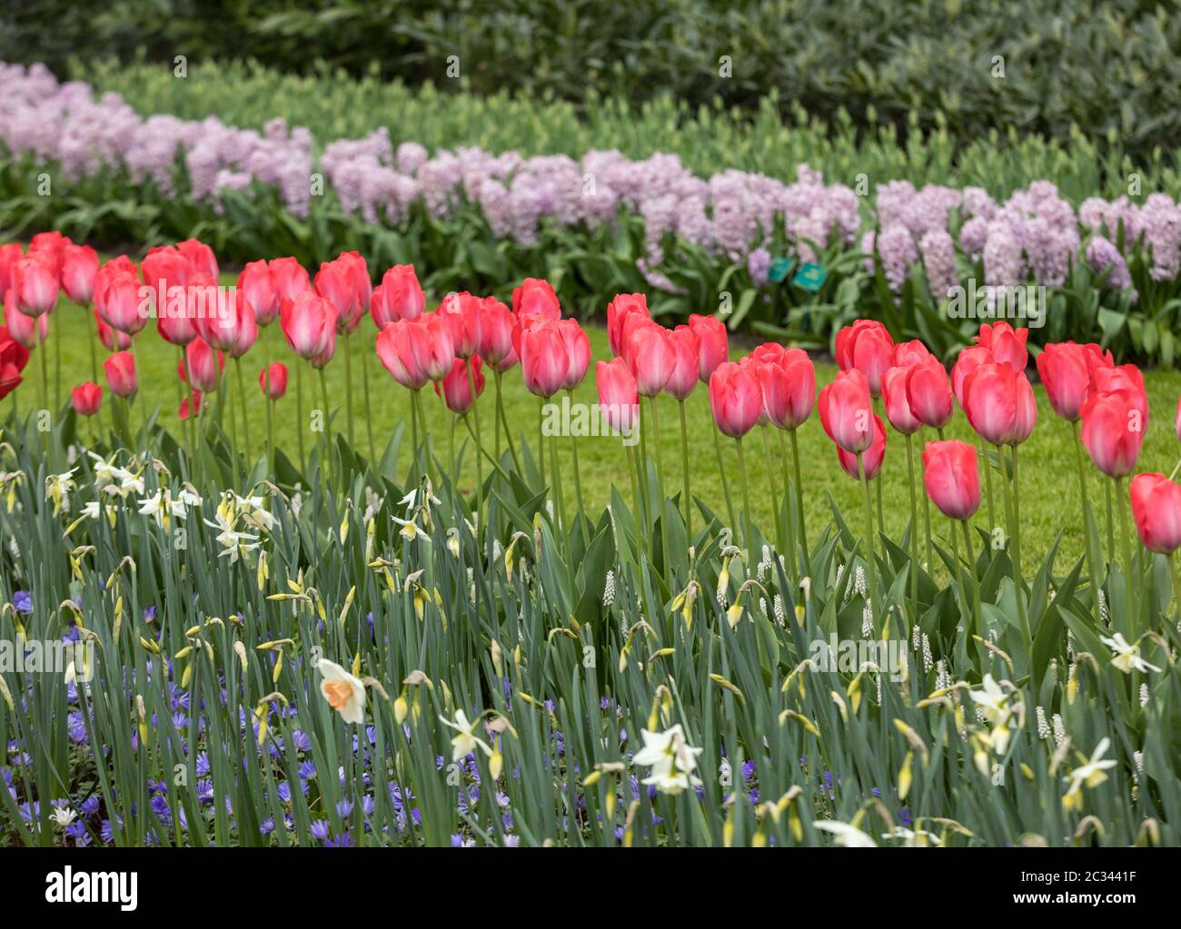 colorful tulips, hyacinth and daffodils blooming in a garden Stock Photo Alamy