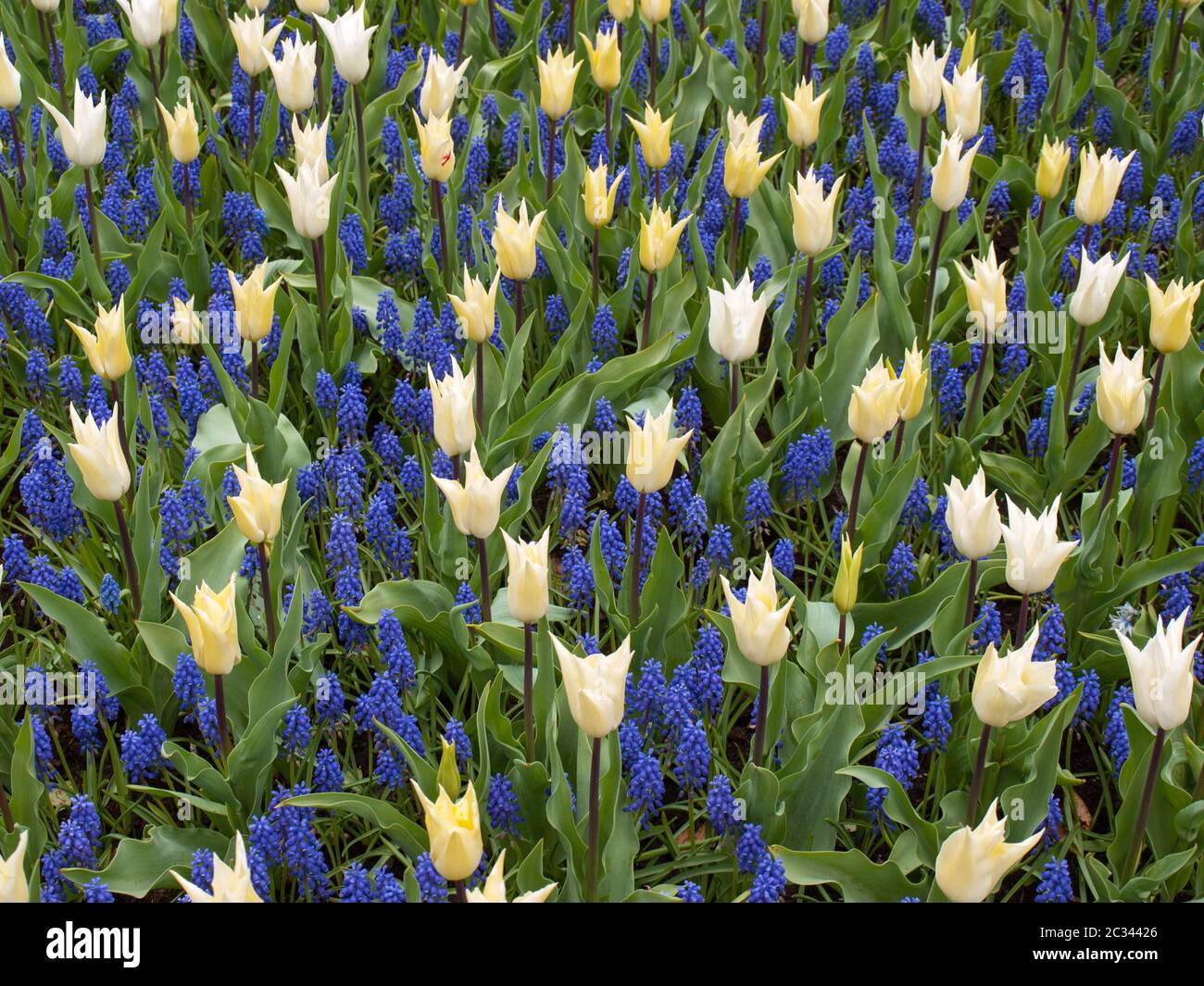 Yellow tulips and blue hyacinth blooming in a garden Stock Photo - Alamy