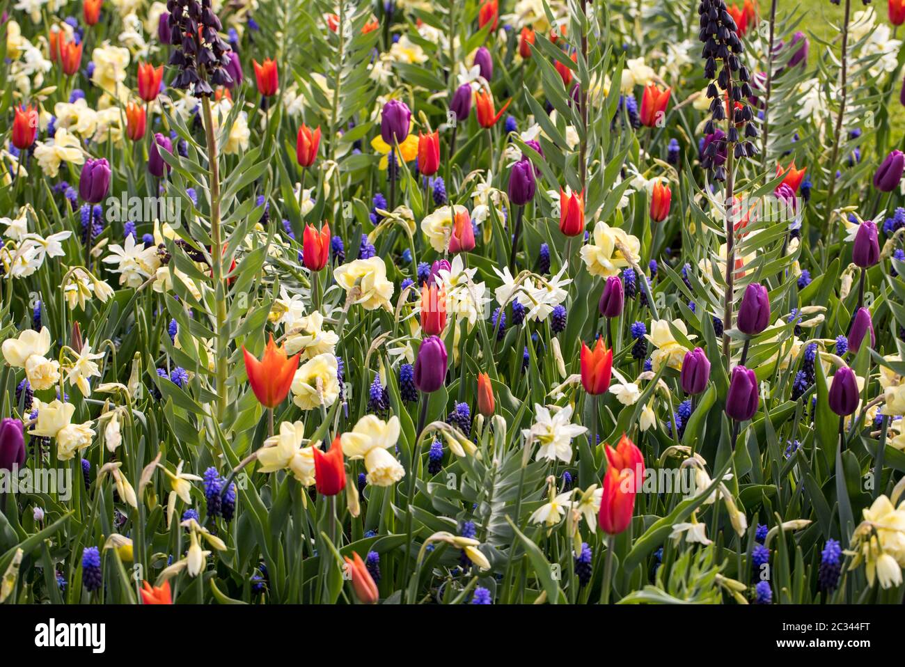 Fritillaria persica and colorful flowers blooming in a garden Stock Photo