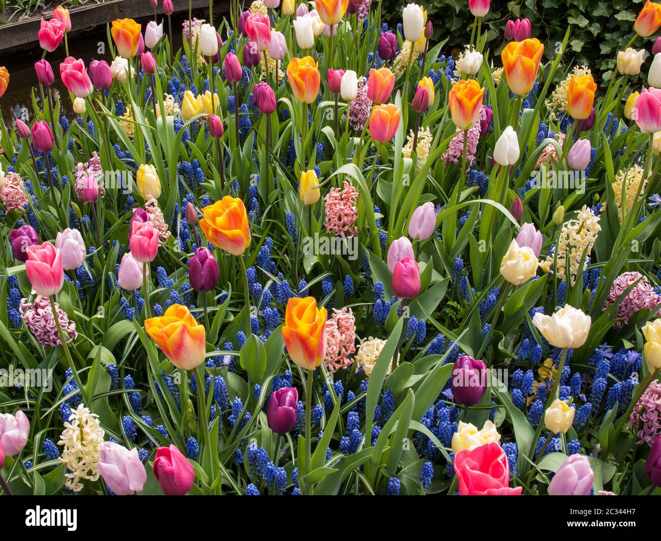 colorful tulips and hyacinths blooming in a garden Stock Photo - Alamy