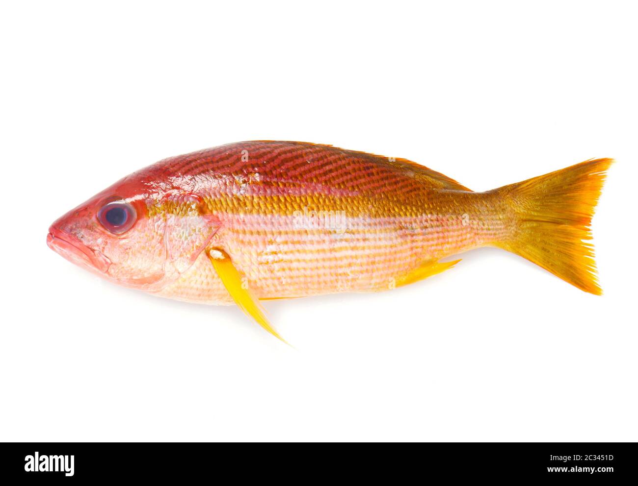 Whole Red Snapper Isolated On White Stock Photo