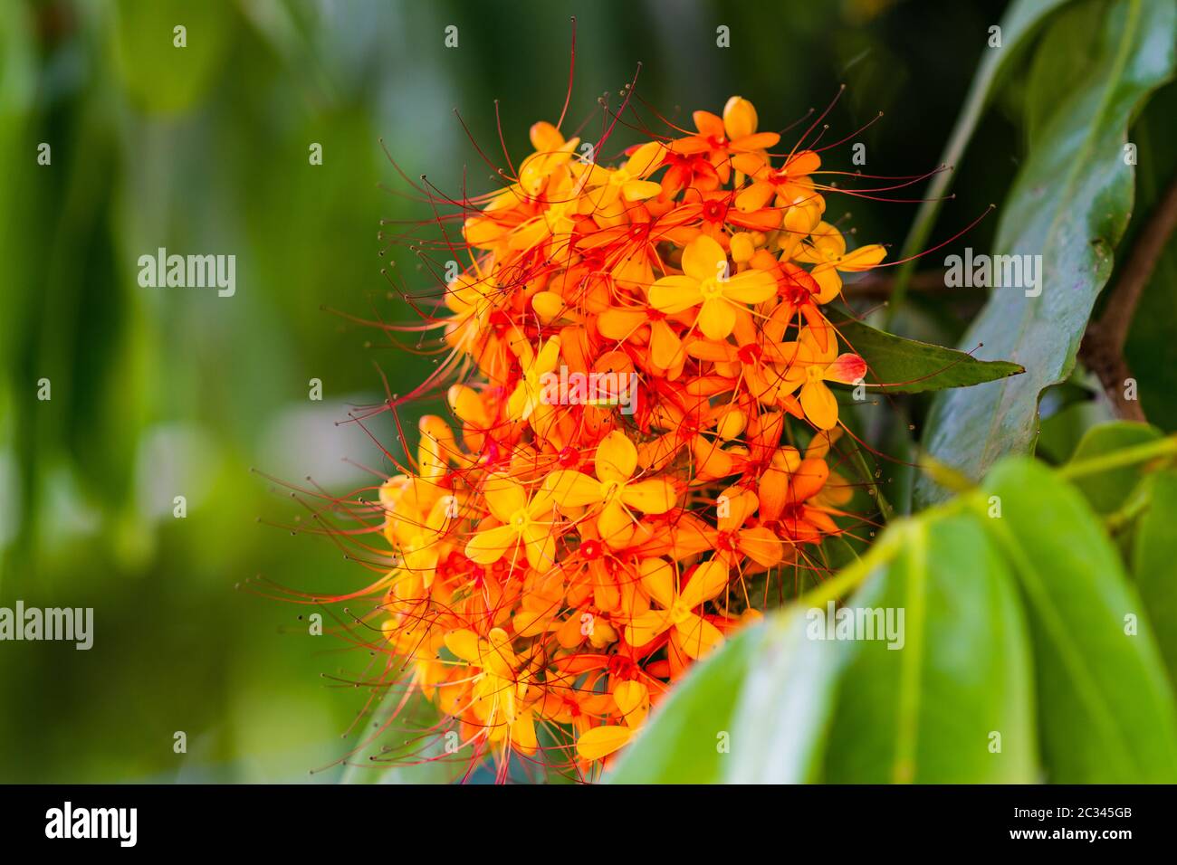 The colorful orange and yellow blooms of Saraca asoca (Saraca indica Linn, Asoka; Saraca) Stock Photo