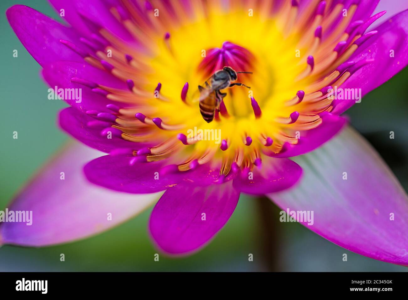 Bee on water lily hi-res stock photography and images - Alamy
