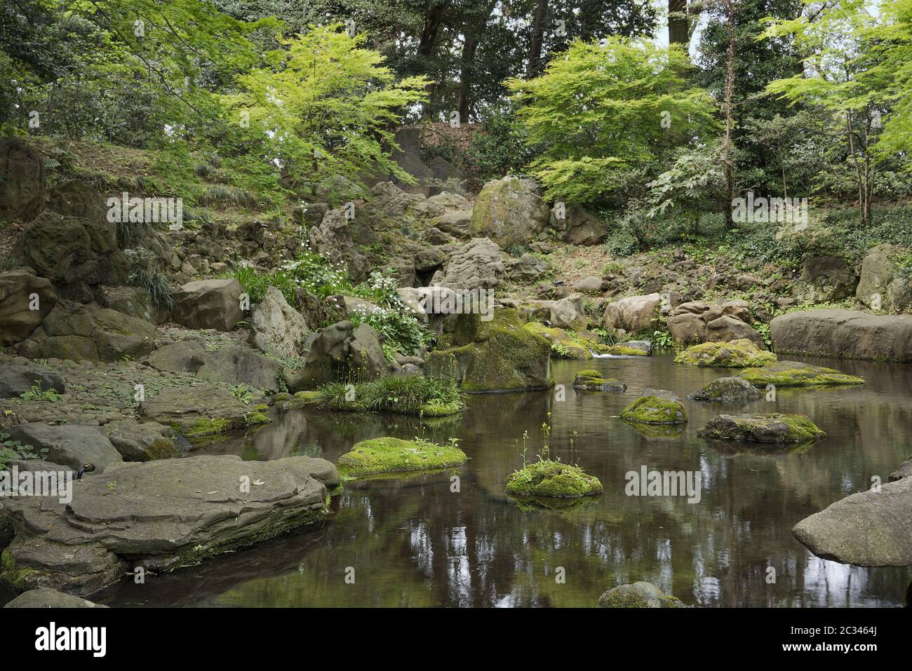 Flowers on stone covered with moss in the pond of tea house in rikugien garden park in Bunkyo distri Stock Photo
