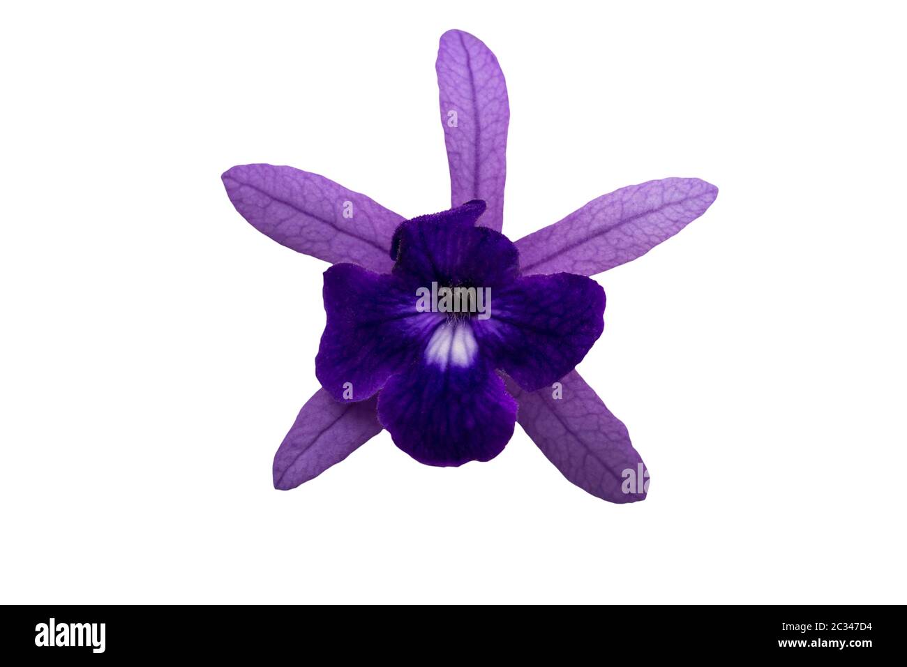 Sandpaper vine , Petrea volubilis,purple flower isolated on white background.Saved with clipping path. Stock Photo