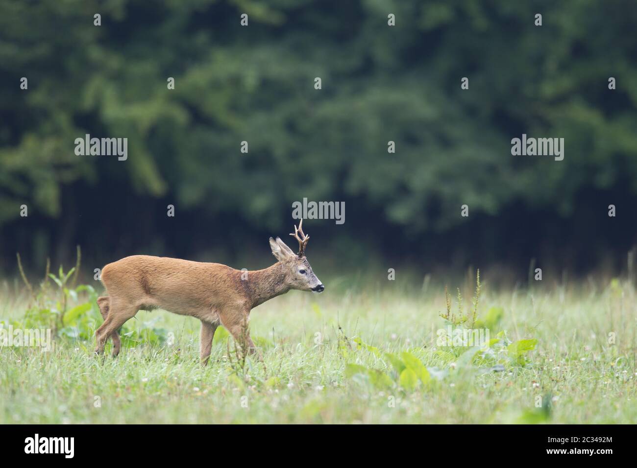 Roebuck in the rut searches a female Roe Deer Stock Photo