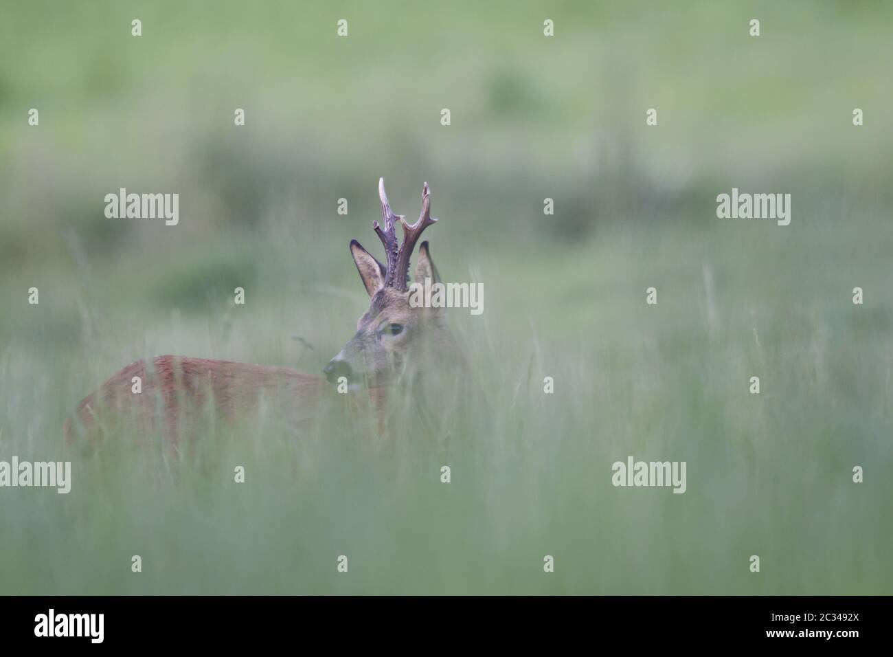 Roebuck in summer pelage browses on a forest meadow Stock Photo