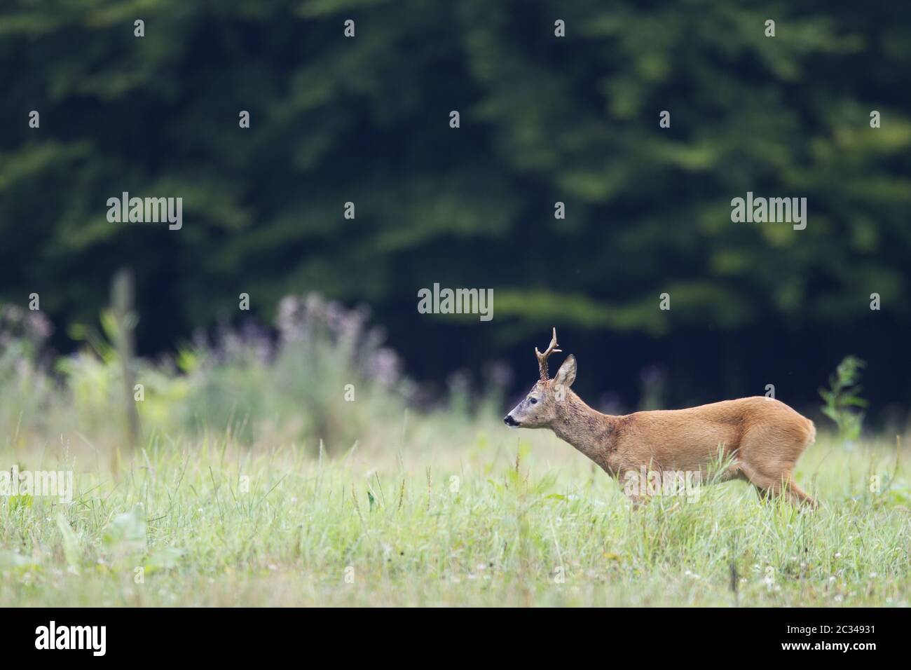 Roebuck in the rut observes a female Roe Deer Stock Photo