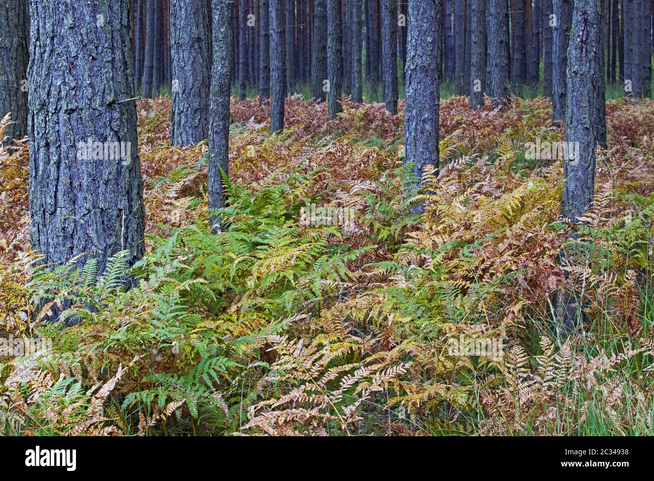 Pine forest in fall with Bracken Fern / Upper Lusatia - Saxony Stock Photo