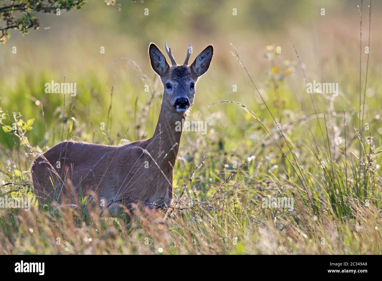 European Roe Deer yearling in spring Stock Photo