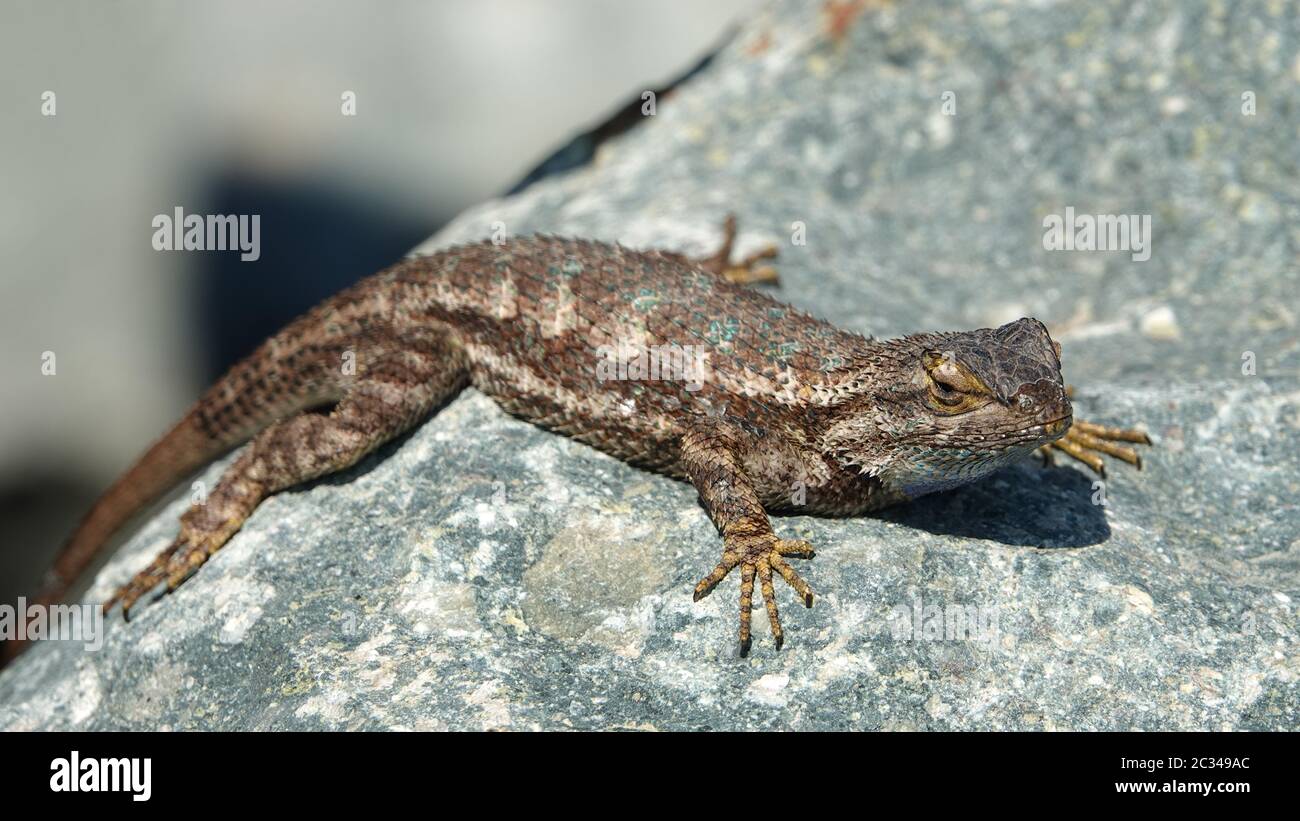 Close up of a Western Fence Lizard on a rock sunbathing Stock Photo